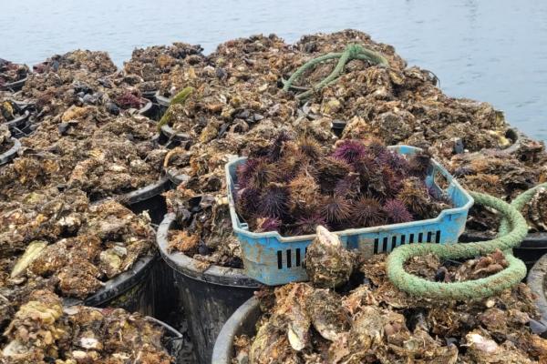 Le Détroquage des huitres de Bouzigues