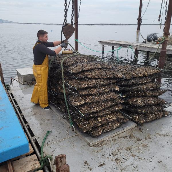 Récolte du bassin avant affinage 